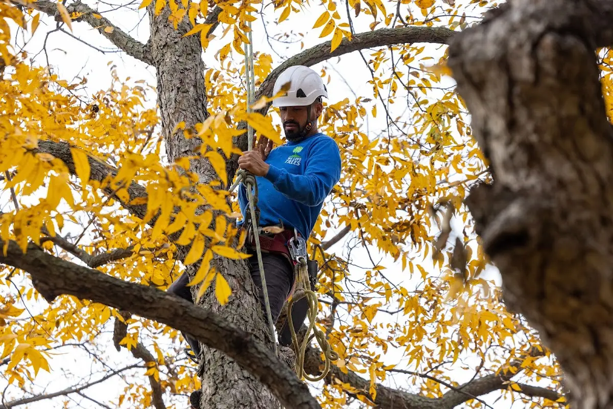 Skilled Tree Trimming crew working in Hanapepe