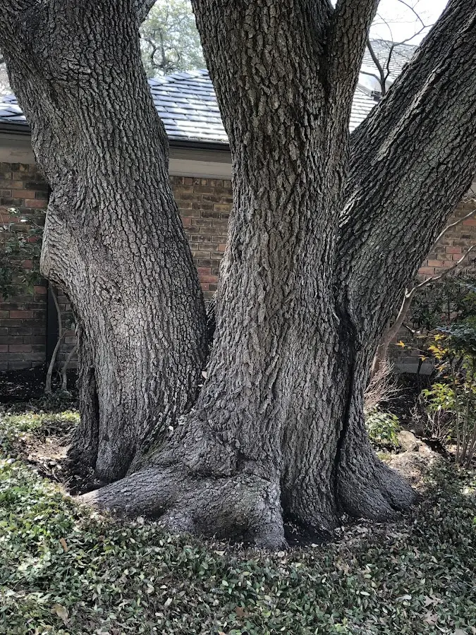 Mature heritage tree close to a Hanapepe property cared for by certified arborists
